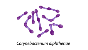 Corynebacterium diphtheriae