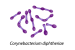 Corynebacterium diphtheriae