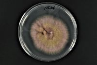 Fusarium Acuminatum