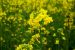 DMH-11 Mustard