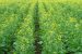 Herbicide-Tolerant Mustard