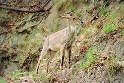 Himalayan Goral