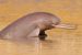 Indus River Dolphin
