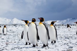 King Penguins