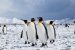 King Penguins