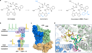 Macrocyclic peptides (MCPs)