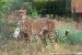 Northeast African Cheetah