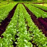 Lakshadweep declared 100% Organic