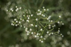 Parthenium