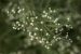 Parthenium