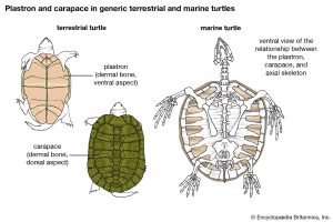 Plastron