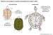 Plastron