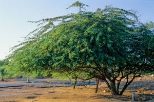 Prosopis Juliflora
