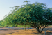 Prosopis Juliflora
