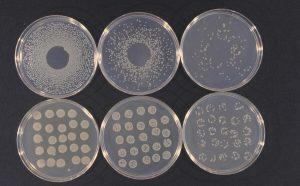 Pseudomonas Syringae