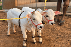 Punganur Cow