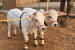Punganur Cow
