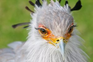 Secretarybird (Sagittarius serpentarius)