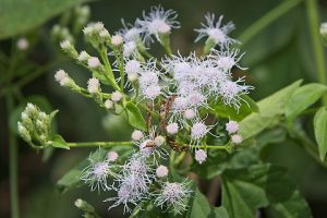 Siam Weed