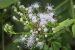Siam Weed