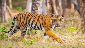 Similipal Tiger Reserve