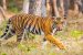 Similipal Tiger Reserve