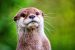 Small-Clawed Otter