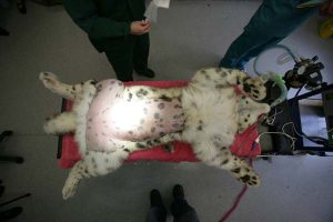 Snow Leopard Cell