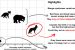 Sympatric Wildlife Species