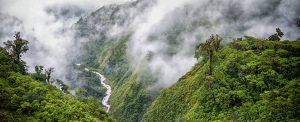 Tropical Carbon Sink