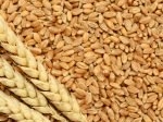 Gluten