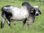 Biotech Kisan And Cattle Genomics: Impacts for Farmers’ Lives