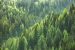 Anthropologic effects on Himalayan Forests
