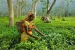 Assam’s Dikom Tea Estate brand fetches ‘record’ Rs.75,000/kg