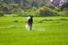 CCEA approves Nutrient Based Subsidy rates for P&K fertilizers