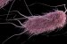 E.coli bacteria