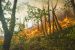 Forest Fires in The Amazon Rainforests