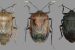 New Bug Species discovered in India