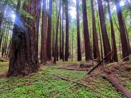 Northeast States crowds list of states with most Dense Tree, Forest Cover