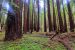 Northeast States crowds list of states with most Dense Tree, Forest Cover
