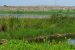 Pallikaranai marsh