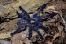 Peacock Parachute Spider: Rare tarantula sighted for first time