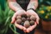Seed Balls