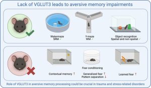 Stress Dependence of Fear Memory established by a Study
