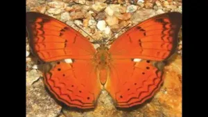 Tamil Nadu becomes 5th State to Declare a State Butterfly