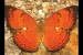 Tamil Nadu becomes 5th State to Declare a State Butterfly