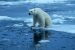 The effect of Melting Glaciers on Capture of atmospheric Carbon