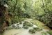 The Rain forest of Amazon