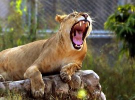 Tigers in India face lurking threat from Canine Distemper Virus