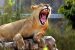 Tigers in India face lurking threat from Canine Distemper Virus